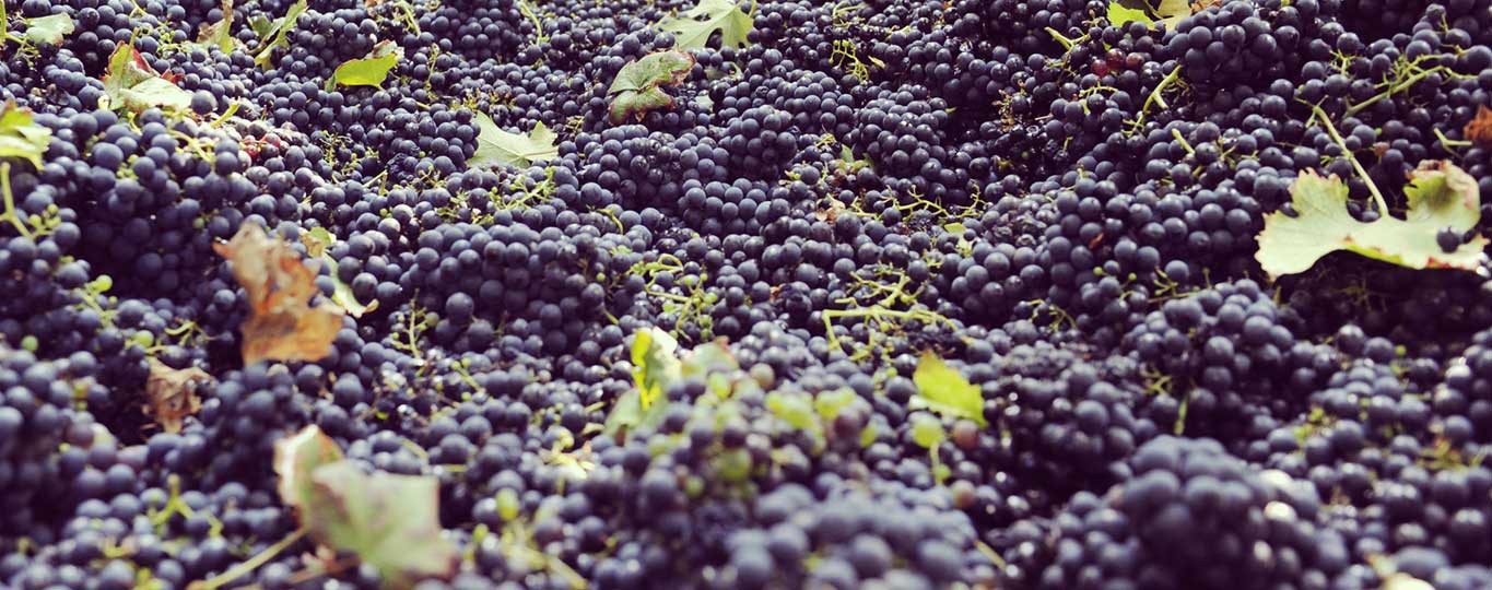 buonepratiche_vendemmia